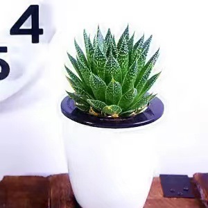 Plantas suculentas cactus plantas en maceta cactus de oficina planta en maceta cactus plantas en maceta flores en maceta