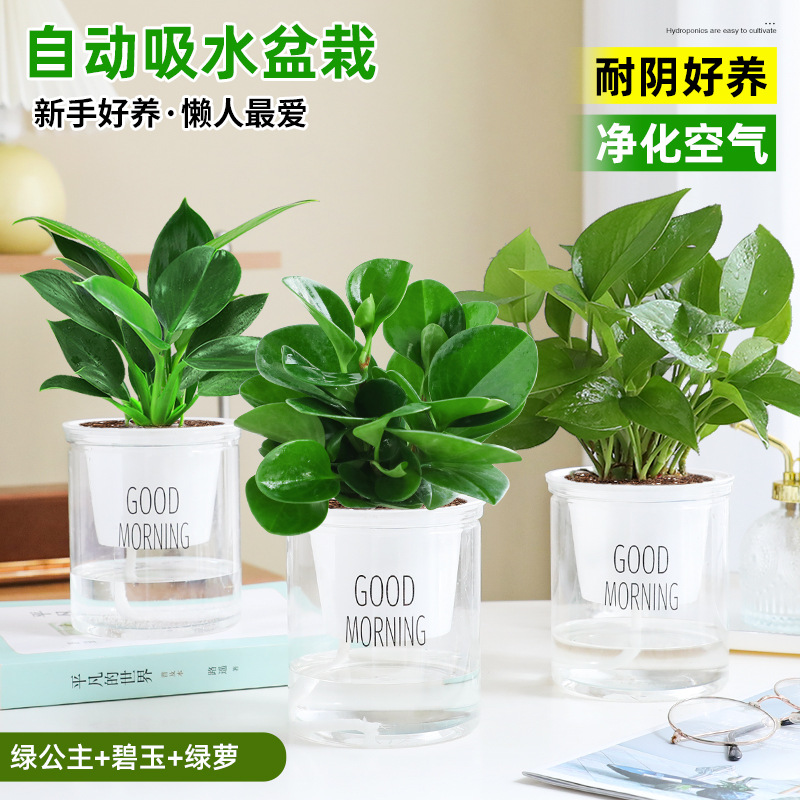 [정화 및 알데히드 제거] 그린 프린세스 + 재스퍼 + 포토스