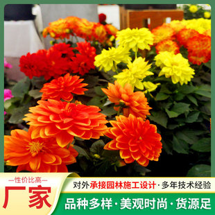 Xiaolihua Seeds Perennial Florals Garden Potted Florals Commonly Used Home Gardening Flower Seeds Xiaolihua