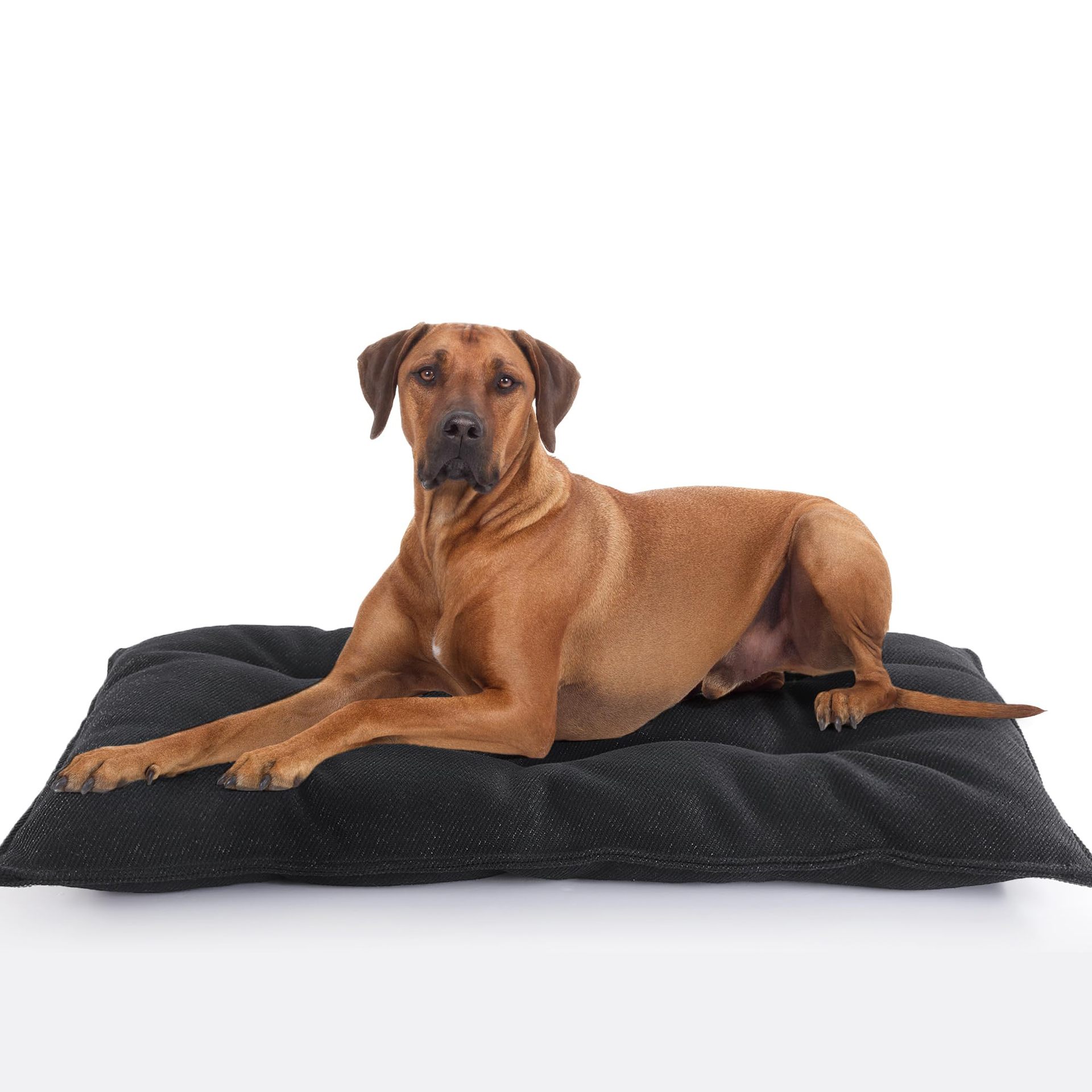 Cross-Border Amazon Best-Selling Anti-Bite Dog Mat, Anti-Cat Scratch, Waterproof, All-Season Universal Pet Mat for Cats and Dogs