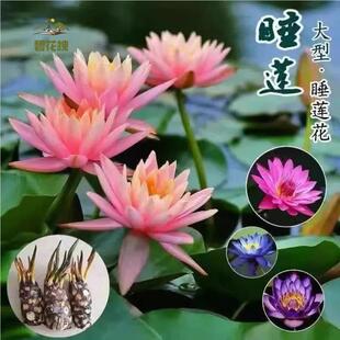 Large Water Lily Root Block Pond Water Lily Flower Hydroponic Plant Four-Season Lotus Potted Water Flower Lotus Water Lily Root Tuber
