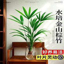 棕竹带根室内水养植物花卉绿植客厅办公桌面盆萝带盆除甲醛转运竹