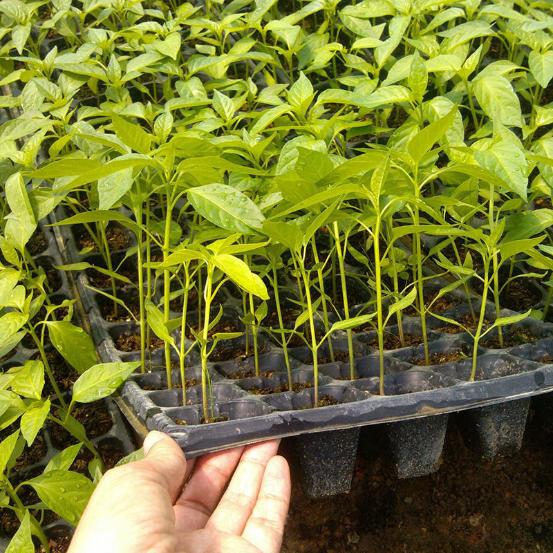 85bb889fe96417e74676d5565ca595