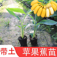 �O���۽��玧���V���l؛�н�9̖�㽶���ļ��Nֲ�t�㽶��ʵ۽���