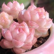 ����ֲ���F؛�߶�Ů���������ذ��y߅���M�������҃��̨��������