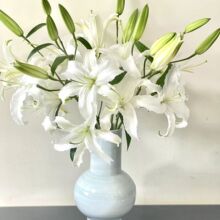 西伯利亚白色香水百合鲜花水培云南昆明基地直发插花办公室客厅