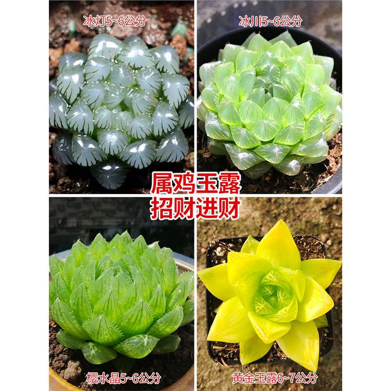 빙하+얼음램프+금+사쿠라 크리스탈