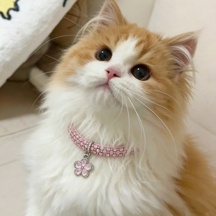 �羳�荱��W�����Ȧ���{�� ������� ����؈�����Ʒ�S�����l