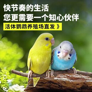 �������H�˻�Ƥ�W�^���B���B�����B��ĸһ�����B�ɽ��fԒ��ֳ�µ�