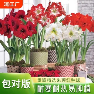 Four Seasons Flowering Imported Dutch Double-Petaled Amaryllis Bulbs Balcony Courtyard Florals and Green Plants Potted Plants Indoor