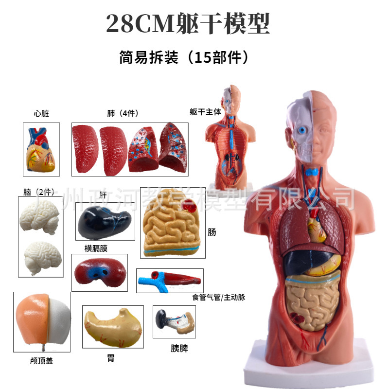 Human body model 28CM trunk human visceral anatomy model medical teaching aids organ system structure trunk