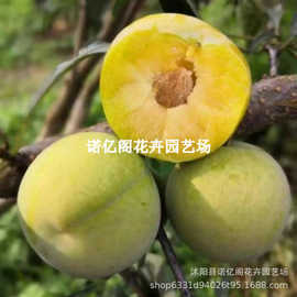 蜂糖李子树苗四川嫁接蜂蜜李子苗清脆空心李当年结果南方种植果树