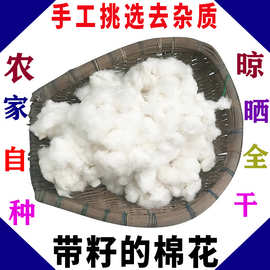 KI9S带籽棉花 农家棉花带籽结婚未加工籽棉散装带籽的棉花干净1斤