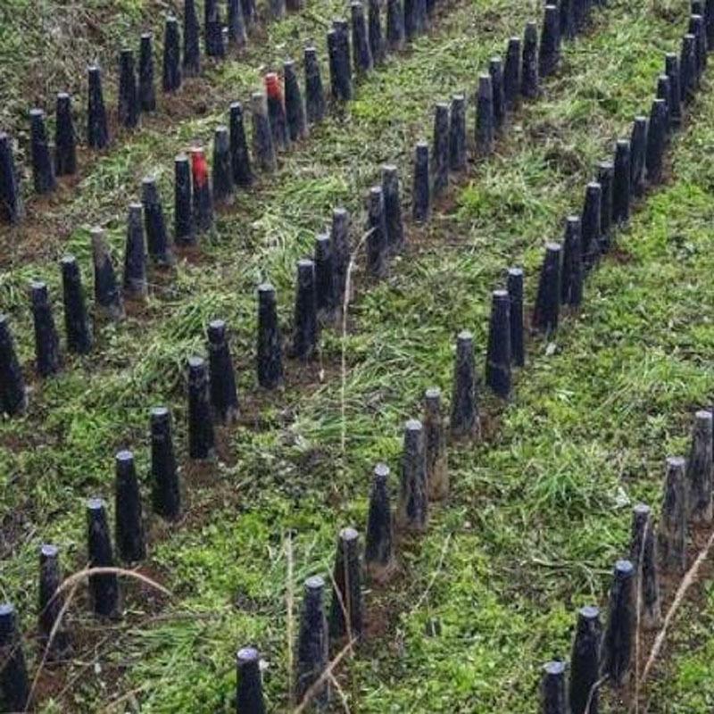 韮黄种植筒专用塑料筒种植筒韭菜黄罩韭黄遮阳遮光罩韭菜变垒德株