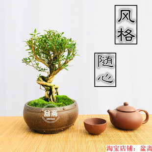 Bird Plum Bonsai Plant Potted Small Leaf Elm Tree Fujian Tea June Snow Root Shape Flowering Knot Fruit Tree Pile Hua Geng