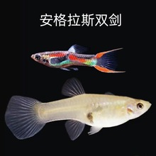 安格拉斯双剑孔雀鱼安德拉丝熊猫双剑孔雀鱼草缸混养小型鱼热带鱼