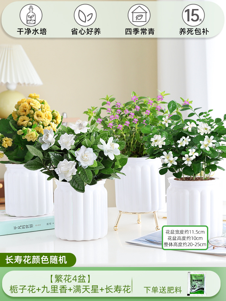 [꽃 4화분] 치자나무 + 구리향 + 아기숨결 + 칼라비나