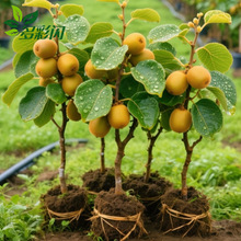 �J���Ҙ���������Լt��Ի��ڷێ��~���������殐���������