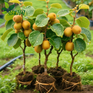 �J���Ҙ���������Լt��Ի��ڷێ��~���������殐���������
