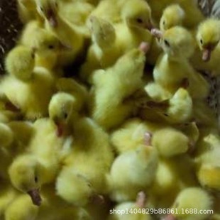 һ���Z����{�^�Z�缃�N�ش��Z���Ҹ߮a���Z��ɫ�{�^����С�Z��