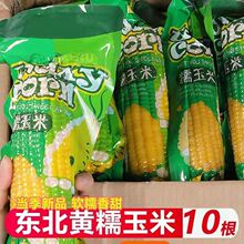 新鲜黄糯玉米10棒装粘黏粗粮苞米真空包装即食代餐现摘东北糯玉米