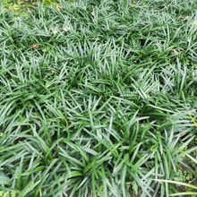 玉龙草矮麦冬苗木景观绿化庭院植物批发