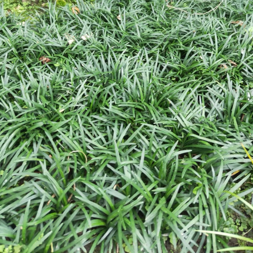 玉龙草矮麦冬苗木景观绿化庭院植物批发