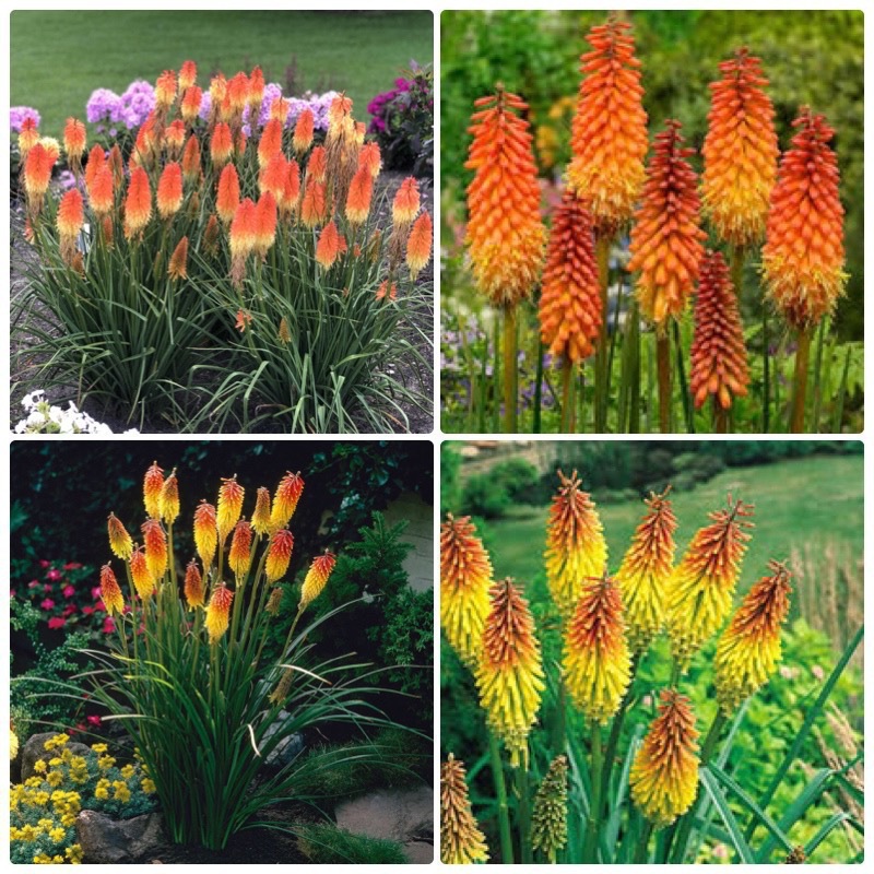 Semillas de flores, semillas de flores.