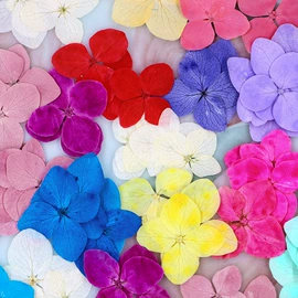 干花;贺卡;相框、画框
