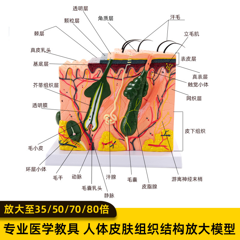 50倍人體皮膚組織結構放大解剖模型醫學美容整形立體皮膚放大模型