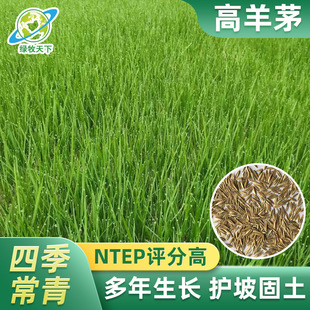 Tall Fescue Four-Season Green Seeds Sichuan Manufacturer Wholesale Lawn Bluegrass Community Garden Greening Without Pruning