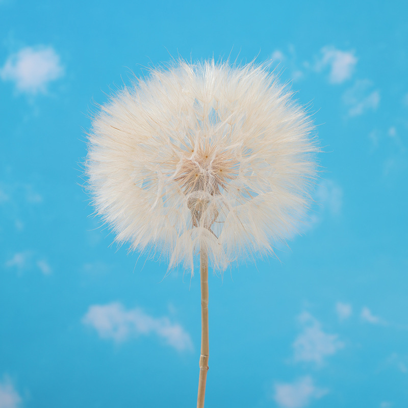タンポポドライフラワー標本永遠の花クリエイティブ接着剤 diy 装飾手作り花教師の日ギフト花瓶フラワーアレンジメント|undefined