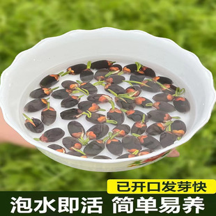 Complete Collection of Fish Accessories for Landscaping, Green Bowls, Lotus Decorations, Water Lily Seeds, Light Plants, Water Plants, Grass, Four Types of Tank Seeds, Seasonal Fish