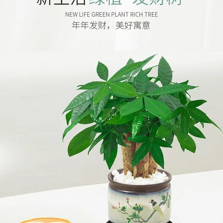 Money Tree Small Potted Plant, Large Money Tree Plant, Indoor Living Room Desktop Bonsai Ornaments, Easy to Grow Flowers in All Seasons