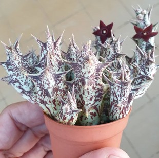 Purple Dragon Horned Radish Flowering Succulent Plant Real Shot 4-5 Plants in a Pot