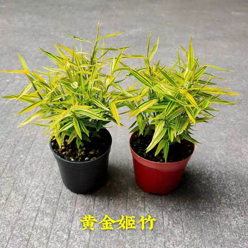 Rare Japanese Golden Bamboo, Spotted Bamboo, Green Bamboo Potted Plants, Australian Wind Bamboo, Phoenix Tail Bamboo, Indoor Small Bamboo Green Plants