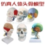 仿真人体成人解剖标本