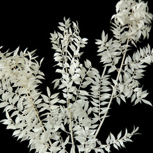 ���������߹�����Ư�׸��F�~ins�W�t�L�bɻ�