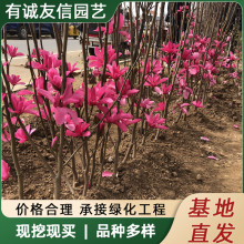 娇红玉兰花树苗香玉兰二乔红牡丹玉兰花树庭院别墅阳台耐寒风景树