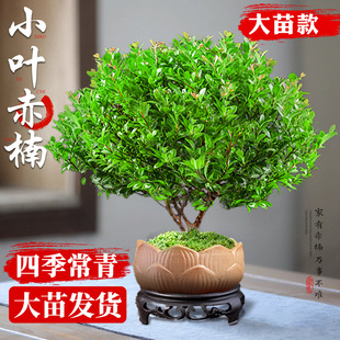 С�~����辰�Ϙ������҃Ƚ�z�ľ��̴�k��������Gֲ����B�ļ�