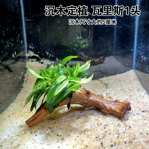 Little sinking wood)Varis single head)