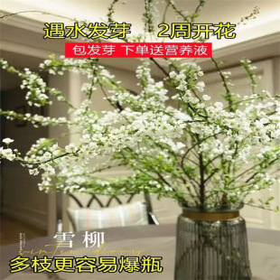 ѩ���r֦��������֦֧ˮ�B�廨ˮ��Gֲ���r�����҃����������û�