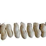 长期供应花生果，生花生果  海花 白沙 价格优惠