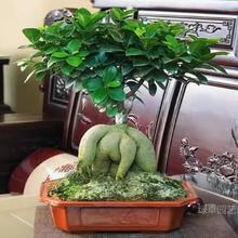 ����С�~�Ř�S����8���辰�����҃ȿ͏dֲ���˅��Ř����Ϙ��Gֲ