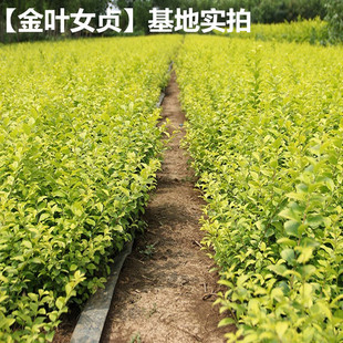 һ�����l���@���~����Ůؑ�򴨵�Ϟ�����������������ͥԺ���G��