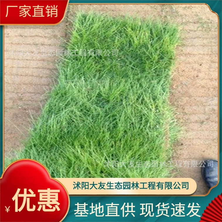 Оптовая цена, отличный сорт собственного производства, полная база райграса, Прямая поставка с завода