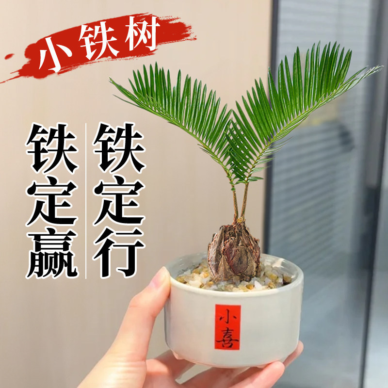 Potted Cycad Plant with Double Leaves, Lucky Grass, Indoor Living Room Decor, Small Ornament, Zen-Inspired Desktop Green Plant, Easy-Care Cycad Potted Cycad Plant with Double Leaves, Lucky Grass, Indoor Living Room Decor, Small Ornament, Zen-Inspired Desktop Green Plant, Easy-Care Cycad