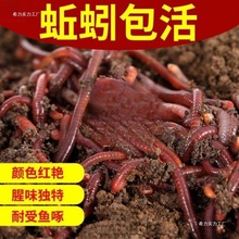 lra~DDɢbҰⴹ~DBʳʳ