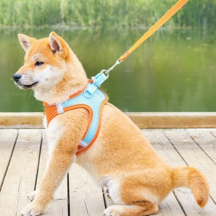 TC�羳������Ʒ�����ر��� ����ʽ͸�⹷�������K�����޹��K��