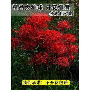 Bianhua Flower Seed Bulbs Manzhu Shahua Flower Seeds, Stone Garlic Potted Flower Seeds, Outdoor Cold-Resistant Plants, Easy to Grow Big Balls